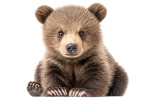 Cute brown bear cub with a curious expression png