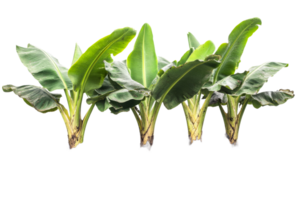 Banana plant leaves arranged with a transparent background png