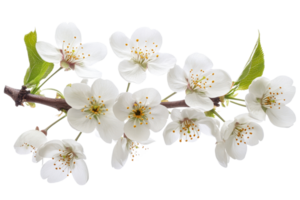 White flowered branch on clear background png