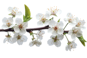 Delicate cherry blossoms bloom on a green twig png