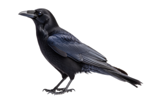Raven standing tall on transparent background png