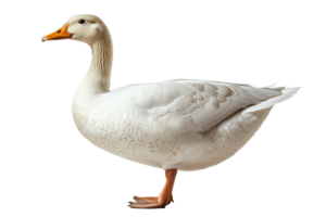 White duck standing elegantly with a natural pose png