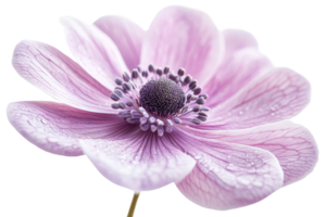 Beautiful pink flower with delicate petals and dew png