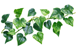 Beautiful green ivy leaves with a transparent background png