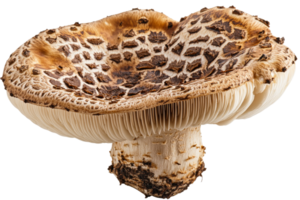 Brown and white patterned mushroom, transparent bg png