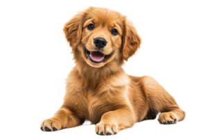 Cute golden retriever puppy relaxing and smiling png