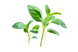 Basil leaves with droplets on clear background png