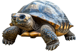 Turtle with intricate patterns on a transparent background png
