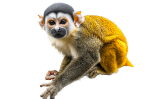 Golden furred monkey with marked face, transparent bg png