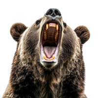 Aggressive grizzly bear roaring open mouth, dangerous teeth, isolated, cut out transparent png
