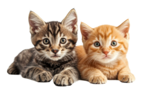 Two adorable kittens, lying together, looking forward, cut out transparent png