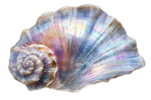 Close-up view of shiny nacre shell with spiral patterns, cut out transparent png