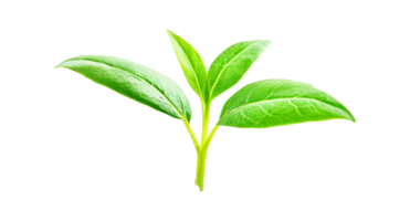 Sprout with three leaves growing on black backdrop , cut out transparent png