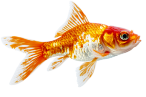 Elegant goldfish with flowing fins on black background, cut out transparent png