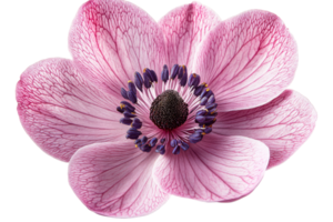 Anemone flower with delicate pink petals, cut out transparent png