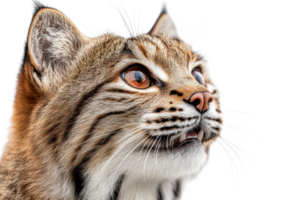 Focused bobcat face with striped fur, intense gaze, alert expression, cut out transparent png