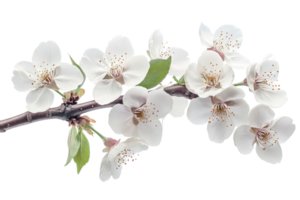 Branch with Blooming White Flowers on Black Background, cut out transparent png