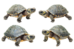 Four turtles with distinctive markings, creating a unique pattern, cut out transparent png