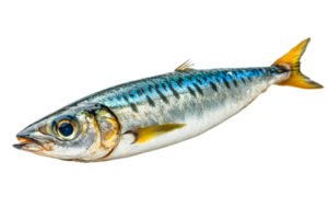 Fresh mackerel fish with iridescent skin, golden fins, cut out transparent png