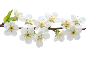 Delicate White Blossoms on Branch, Springtime Elegance, isolated, cut out transparent png