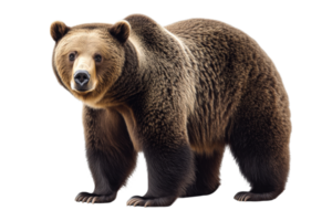Marrone orso con un' vigile sguardo nel realistico rendering, tagliare su trasparente png