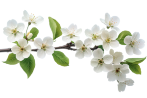 Apple branch with blooms close-up studio shoot , cut out transparent png