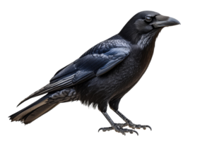 Raven with Detailed Plumage and Sharp Claws, cut out transparent png