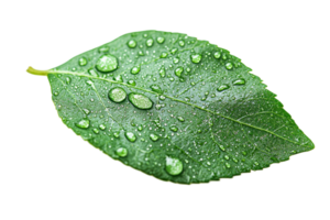 Green Leaf Covered in Dew Drops Isolated on Black Background, cut out transparent png