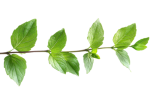 Mint sprig with green leaves detailed arrangement, cut out transparent png