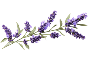Lavender blossoms on a branch against a black background, cut out transparent png