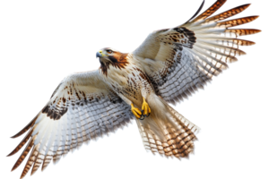 Majestic hawk soaring with wings spread, talons visible, cut out transparent png