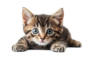 Adorable tabby kitten lying down, looking at camera, cut out transparent png