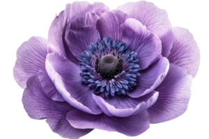 Light purple anemone flower close-up with blue center, cut out transparent png