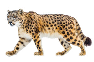 Walking snow leopard with spotted fur, cut out transparent png