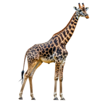 Giraffe stands tall, mammal with unique markings, isolated shape , cut out transparent png