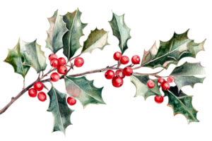 Holly branch with berries, watercolor illustration, cut out transparent png