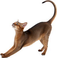 Stylish Abyssinian cat with sleek coat and expressive almond eyes portrait. . png