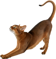 Artistic Abyssinian cat with smooth coat and almond eyes clipart. . png