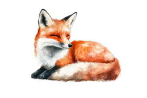 Artistic sleeping fox illustration, watercolor style art, wildlife, cut out transparent png