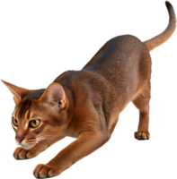 Elegant Abyssinian cat with smooth coat and expressive eyes illustration. . png