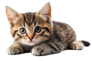 Adorable brown tabby kitten lying down, looking forward, cut out transparent png