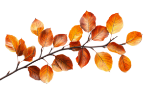 Autumn leaves and branches create natural, isolated composition, cut out transparent png