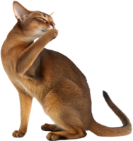 Beautiful Abyssinian cat with expressive eyes and sleek fur illustration. . png