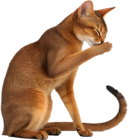 Graceful Abyssinian cat clipart with sleek coat and expressive eyes. . png