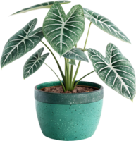 Vibrant Green Alocasia Dragon Scale Plant Clipart with Textured Bold Leaves. . png