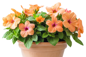 Potted orange flowers create vibrant botanical art, cut out transparent png