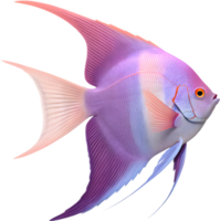 Bright and Graceful Angelfish for Home Aquarium Graphics. . png