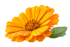 Bright flower close-up on black background, Calendula officinalis, cut out transparent png