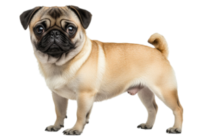 Fawn Pug Dog Breed Standing Posing Looking at Camera, cut out transparent png