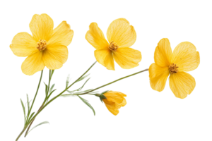 Elegant yellow flowers with black background, botany, cut out transparent png